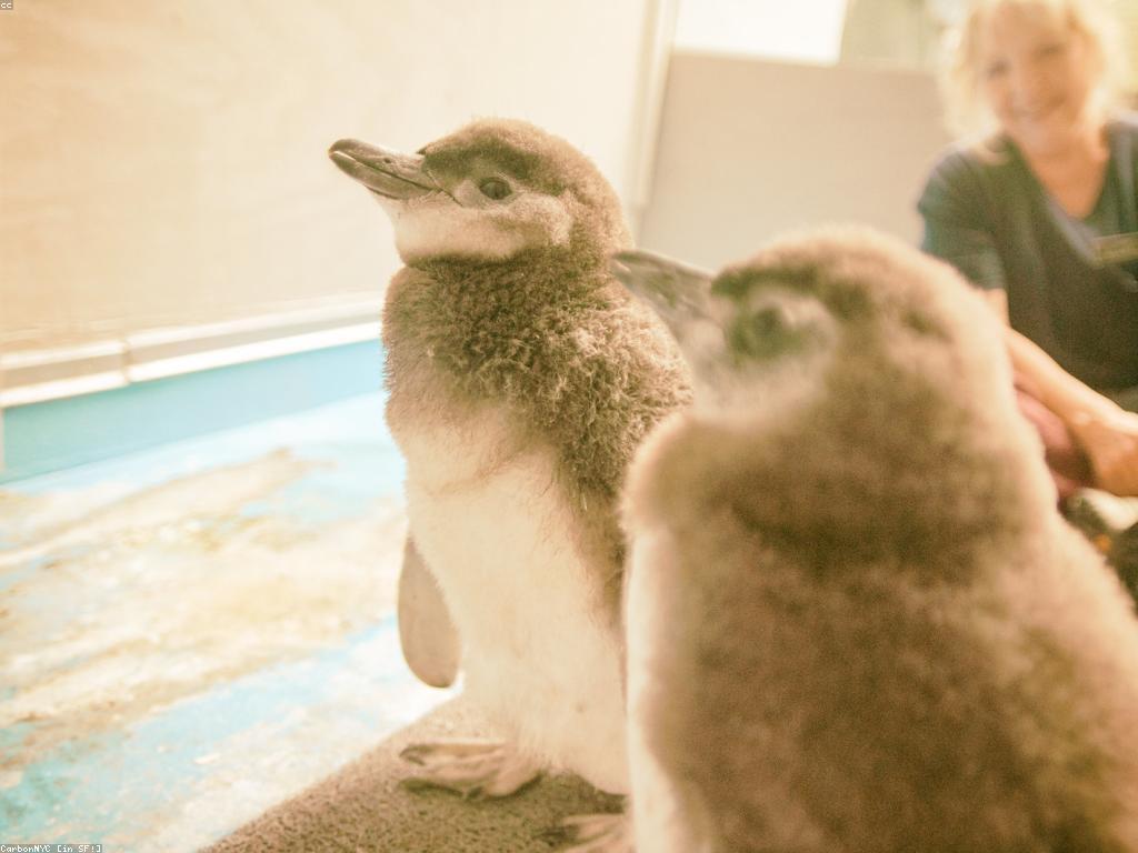 ការលេងនានា: ការពិចារណានិងអត្ថប្រយោជន៍